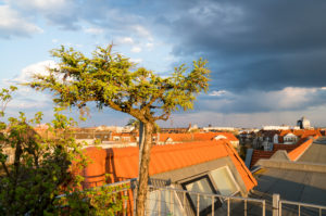 Berlin, attic, terrace, larch, Larix decidua, cones Berlin, attic, terrace, larch, Larix decidua, cones